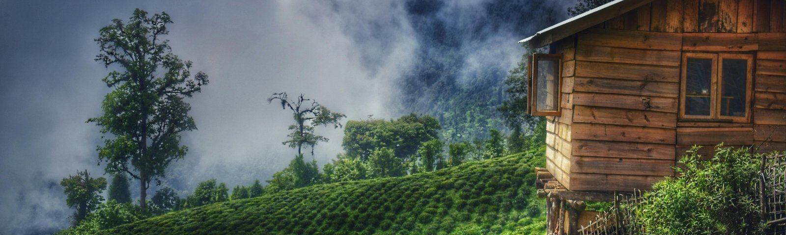 Darjeeling tea plantations and mountains